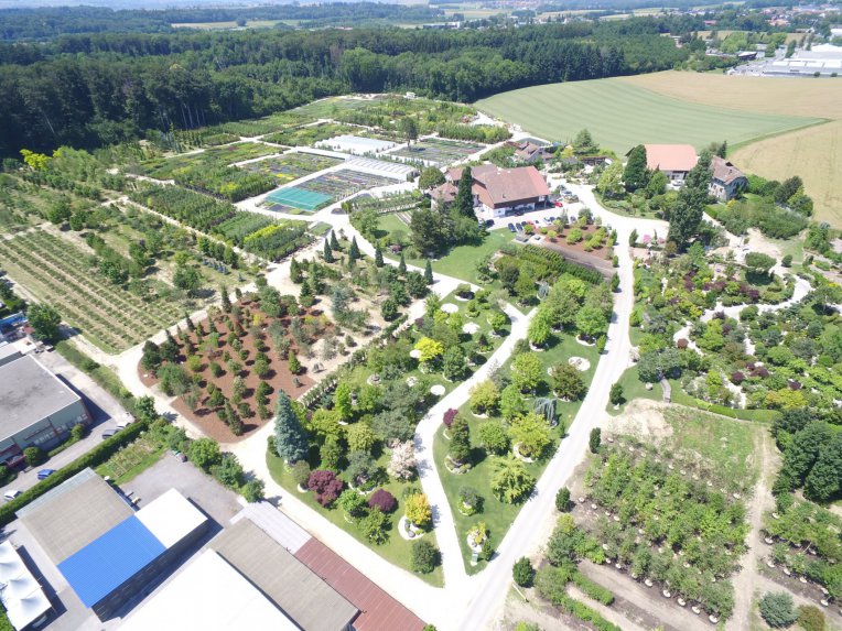 Arbres et arbustes en pleine terre et en conteneur, plantes vivaces, 